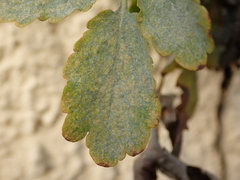 Erysiphe macleayae