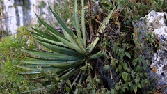 Agave funkiana