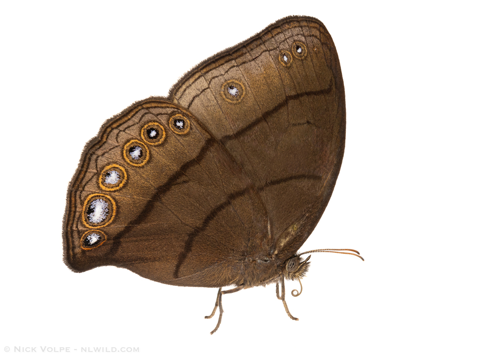 Erichthodes