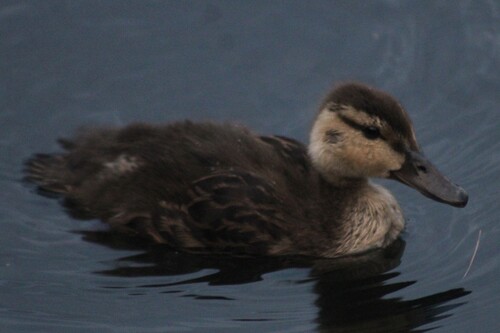 American Black Duck, photo 9 of 9
