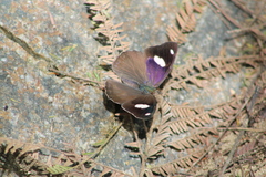 Diaethria bacchis