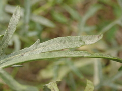 Erysiphe cruciferarum