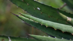 Agave funkiana