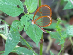 Pteronymia rufocincta