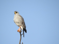 Melierax poliopterus