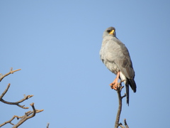 Melierax poliopterus