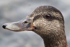 American Black Duck photo 3