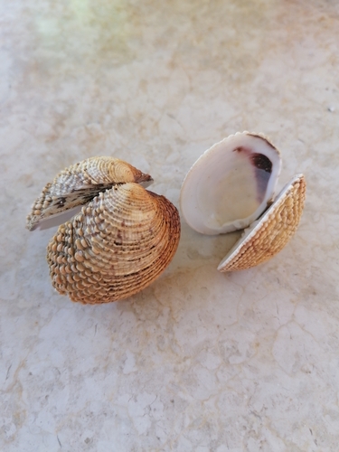 Venus verrucosa