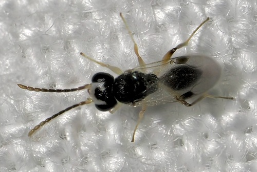 Aphelopus observed 2025-07-16