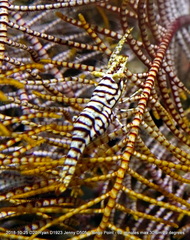 Laomenes amboinensis