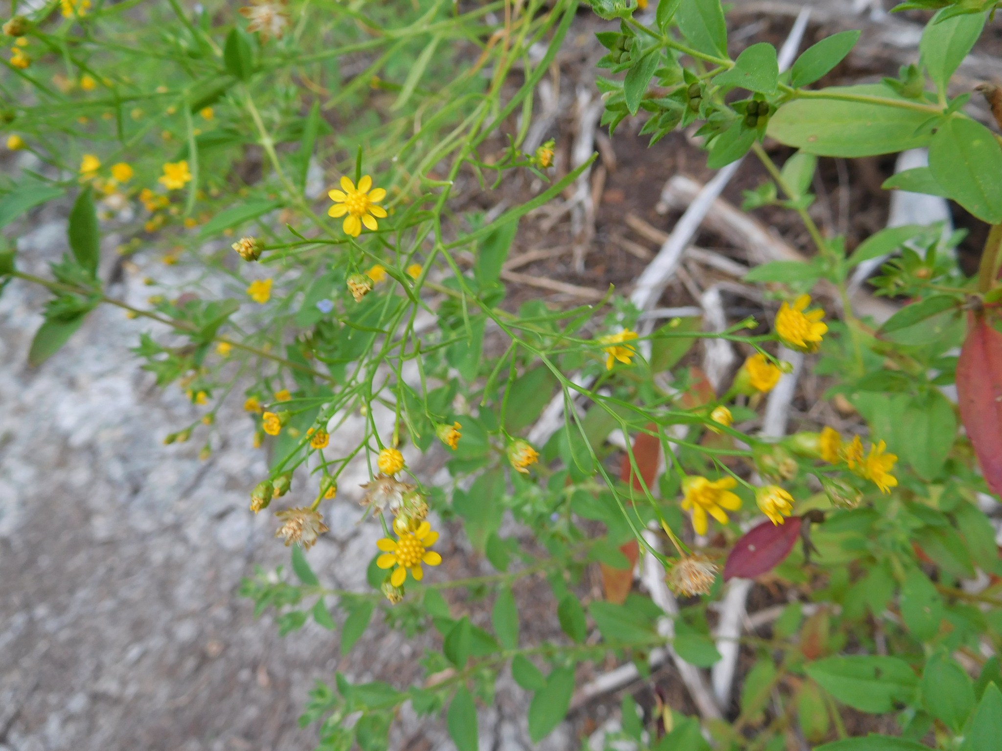 Amphiachyris amoena