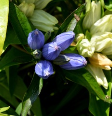 Gentiana andrewsii