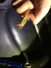 Rana huanrensis