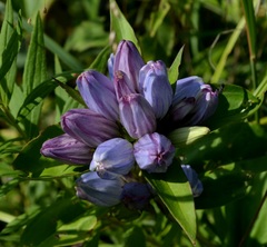 Gentiana andrewsii