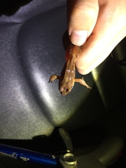 Rana huanrensis
