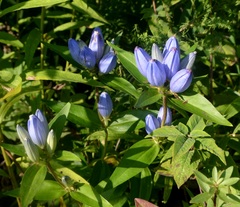 Gentiana andrewsii