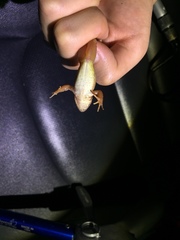 Rana huanrensis
