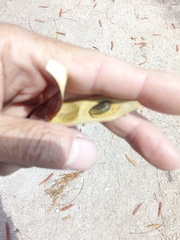 Conzattia multiflora