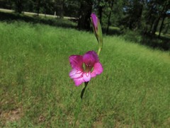 Gladiolus communis