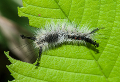 Dasychira dorsipennata