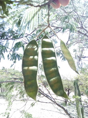 Conzattia multiflora