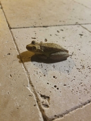 Osteopilus septentrionalis