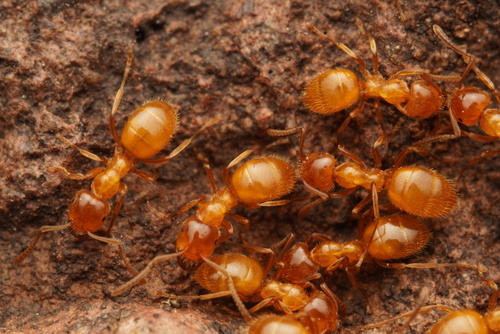 Lasius creightoniLasius creightoni