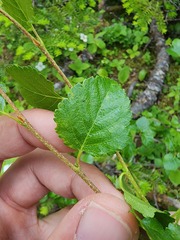 Betula × minor, photograph (c) Étienne Léveillé-Bourret, some rights reserved (CC BY)