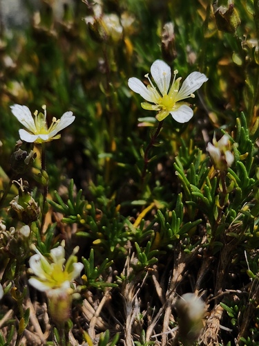 Serpentine stitchwort (Cherleria marcescens)