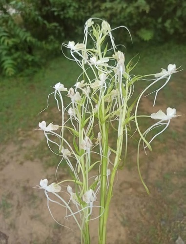 Commelina-Leaf Habenaria