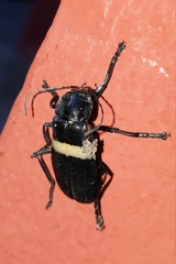 Chauliognathus tripartitus