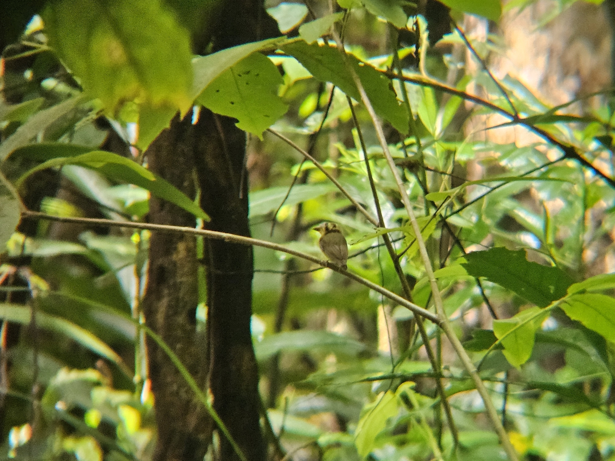 Golden-crowned Spadebill (Platyrinchus coronatus), photo 7