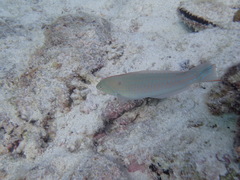 Halichoeres dispilus