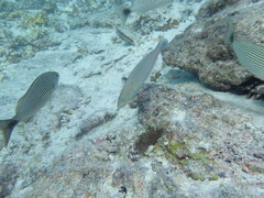 Halichoeres dispilus