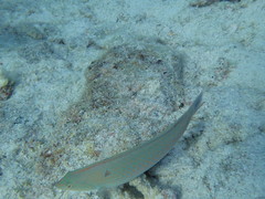 Halichoeres dispilus