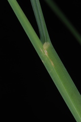 Muhlenbergia torreyana