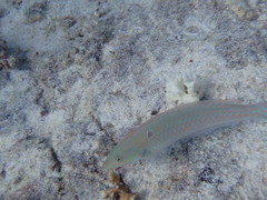 Halichoeres dispilus