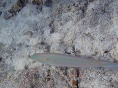 Halichoeres dispilus