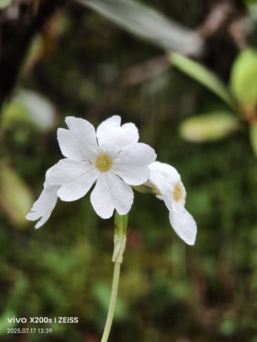 Primula munroi, 2025-07-17