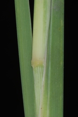 Muhlenbergia torreyana