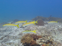 Mulloidichthys dentatus