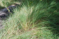 Muhlenbergia torreyana