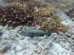 Cephalopholis panamensis