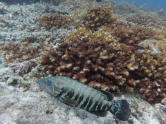 Cephalopholis panamensis