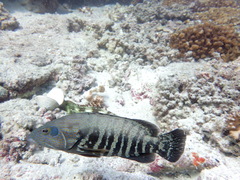 Cephalopholis panamensis