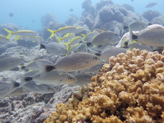 Haemulon maculicauda