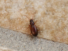 Trechus quadristriatus