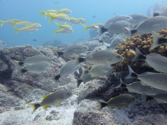 Haemulon maculicauda