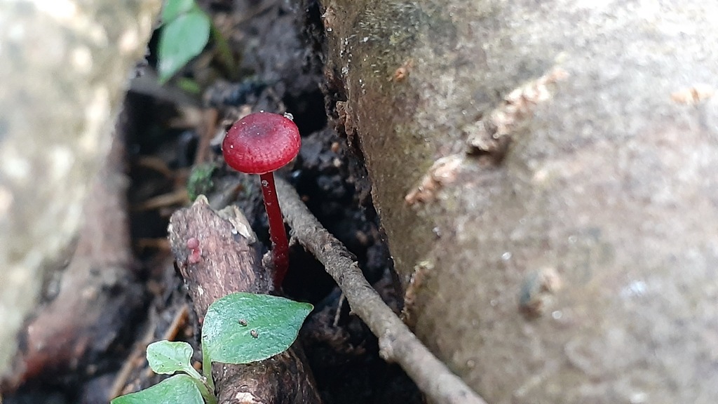 Cruentomycena viscidocruenta · July 2025 · photo: © aardvark04 (iNaturalist, cc0)