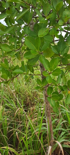 Ficus faulkneriana